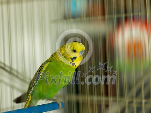 green bird pet animal in cage green bird pet animal in cage