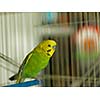 green bird pet animal in cage