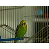 green bird pet animal in cage