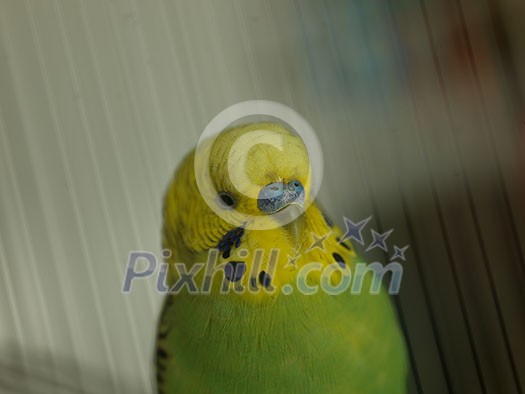 green bird pet animal in cage