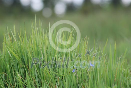 green grass with telephoto lens (NIKON D80; 2.6.2007; 1/320 at f/6; ISO 320; white balance: Auto; focal length: 165 mm) green grass with telephoto lens (NIKON D80; 2.6.2007; 1/320 at f/6; ISO 320; white balance: Auto; focal length: 165 mm)