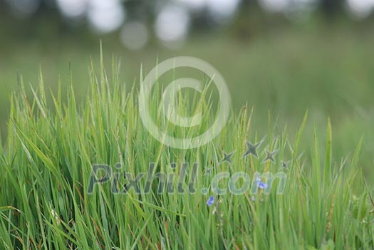 green grass with telephoto lens   (NIKON D80; 2.6.2007; 1/320 at f/6; ISO 320; white balance: Auto; focal length: 165 mm)