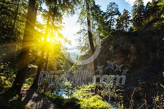 Spring summer green forest with sunrays Spring summer green forest with sunrays