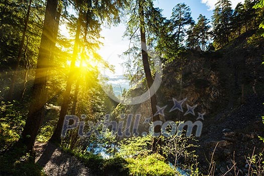 Spring summer green forest with sunrays