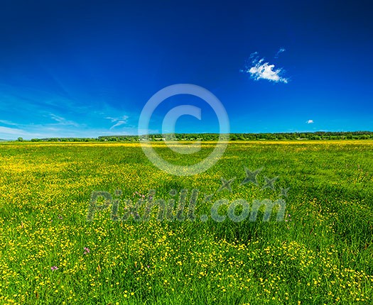 Spring summer background - blooming flowers field meadow with blue scy