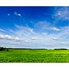 Spring summer background - green grass field meadow scenery lanscape with blue sky