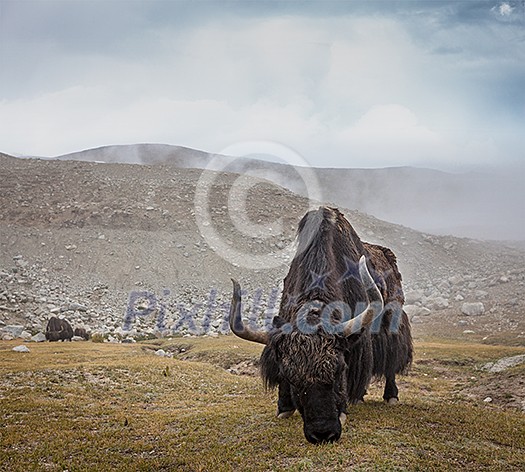 Yak grazing in Himalayas. Ladakh, India