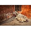 Indian cow in the street of India - cow is considered a sacred animal in India