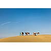 Rajasthan travel background - Three cameleers (camel drivers) with camels in dunes of Thar desert. Jaisalmer, Rajasthan, India