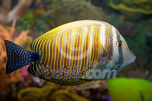 Tropical coral fish underwater Tropical coral fish underwater