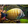 Tropical coral  fish underwater