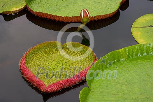 Amazon lily floating on river water Amazon lily floating on river water