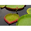 Amazon lily floating on river water