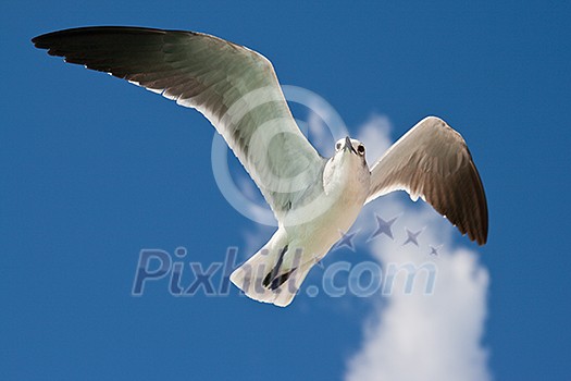 Seagull flying in the air