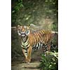 Closeup of a Siberian tiger also know as Amur tiger (Panthera tigris altaica), the largest living cat