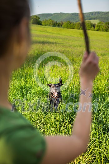 Walking the dog - throwing the stick to fetch to this eager companion Walking the dog - throwing the stick to fetch to this eager companion