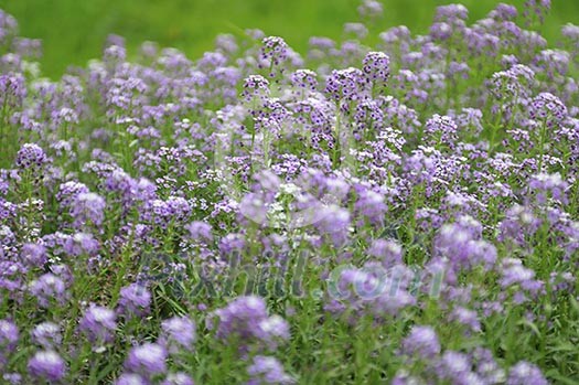 purple flower background