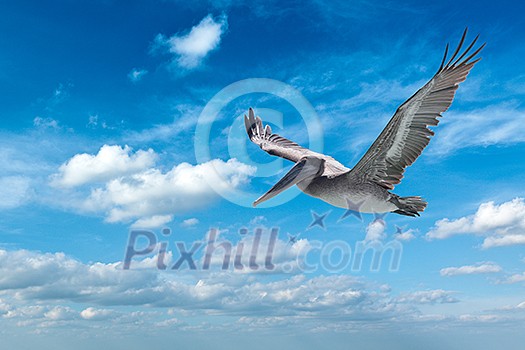 Flying brown pelican isolated on white background