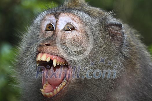 Angry wild monkey (long-tailed macaque) portrait Angry wild monkey (long-tailed macaque) portrait