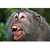 Angry wild monkey (long-tailed macaque) portrait