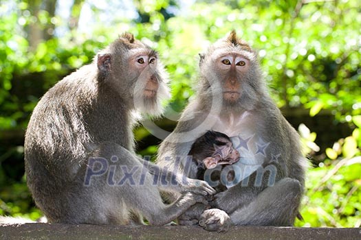 Monkey family - long tailed macaques - father, mother and child Monkey family - long tailed macaques - father, mother and child