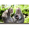 Monkey family - long tailed macaques - father, mother and child