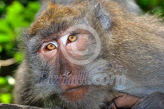 Curious monkey (long-tailed macaque) Curious monkey (long-tailed macaque)