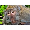 Curious monkey (long-tailed macaque)