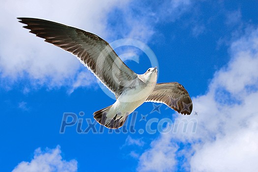 Seagull flying in the air Seagull flying in the air