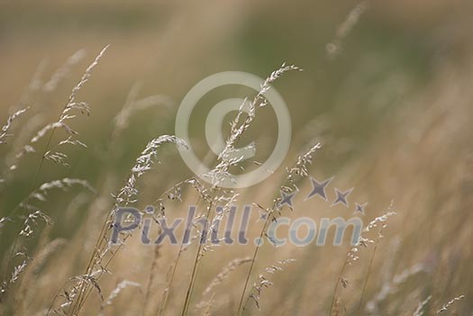 wind in the grass (NIKON D80; 23.6.2007; 1/320 at f/6.3; ISO 100; white balance: Auto; focal length: 500 mm) wind in the grass (NIKON D80; 23.6.2007; 1/320 at f/6.3; ISO 100; white balance: Auto; focal length: 500 mm)