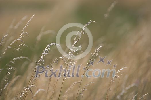 wind in the grass   (NIKON D80; 23.6.2007; 1/320 at f/6.3; ISO 100; white balance: Auto; focal length: 500 mm)