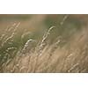 wind in the grass   (NIKON D80; 23.6.2007; 1/320 at f/6.3; ISO 100; white balance: Auto; focal length: 500 mm)