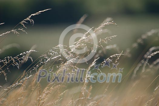 wind in the grass   (NIKON D80; 23.6.2007; 1/320 at f/6.3; ISO 100; white balance: Auto; focal length: 500 mm)