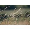 wind in the grass   (NIKON D80; 23.6.2007; 1/320 at f/6.3; ISO 100; white balance: Auto; focal length: 500 mm)