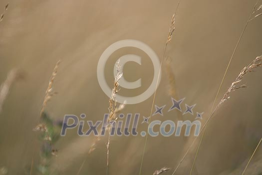 wind in the grass (NIKON D80; 23.6.2007; 1/320 at f/6.3; ISO 100; white balance: Auto; focal length: 500 mm) wind in the grass (NIKON D80; 23.6.2007; 1/320 at f/6.3; ISO 100; white balance: Auto; focal length: 500 mm)