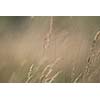 wind in the grass   (NIKON D80; 23.6.2007; 1/320 at f/6.3; ISO 100; white balance: Auto; focal length: 500 mm)