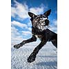 Hilarious black dog jumping for joy over a snowy field on a lovely winter day