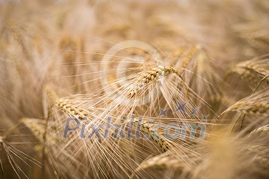 Ripe barley (lat. Hordeum) Ripe barley (lat. Hordeum)