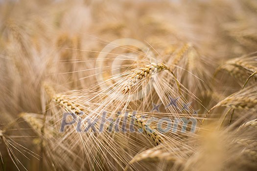 Ripe barley (lat. Hordeum)