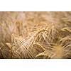 Ripe barley (lat. Hordeum)