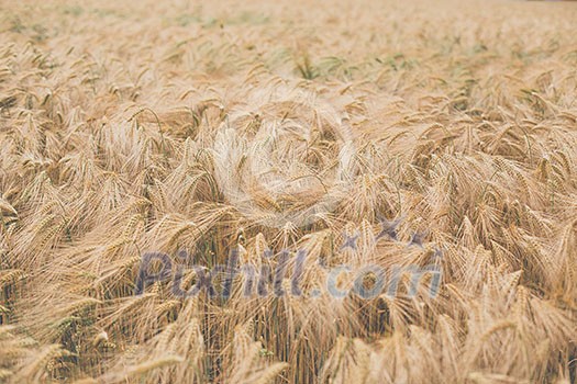 Ripe barley (lat. Hordeum) - low contrast image, looking dreamy Ripe barley (lat. Hordeum) - low contrast image, looking dreamy