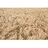 Ripe barley (lat. Hordeum) - low contrast image, looking dreamy