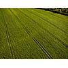 Farmland from above - aerial image of a lush green filed