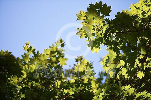 green tree brances frame corner with blue sky and sun flare in background green tree brances frame corner with blue sky and sun flare in background