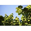 green tree brances frame corner  with blue sky and sun flare in background