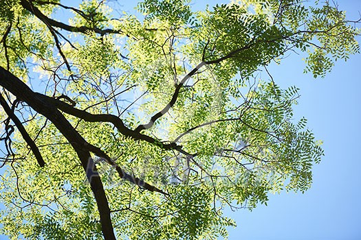 green tree brances frame corner  with blue sky and sun flare in background