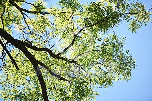 green tree brances frame corner with blue sky and sun flare in background green tree brances frame corner with blue sky and sun flare in background