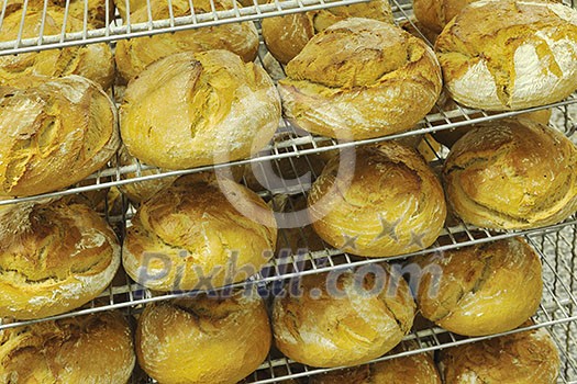bread bakery food factory production with fresh products bread bakery food factory production with fresh products