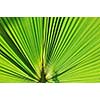 green fresh leaf of  palm background closeup 