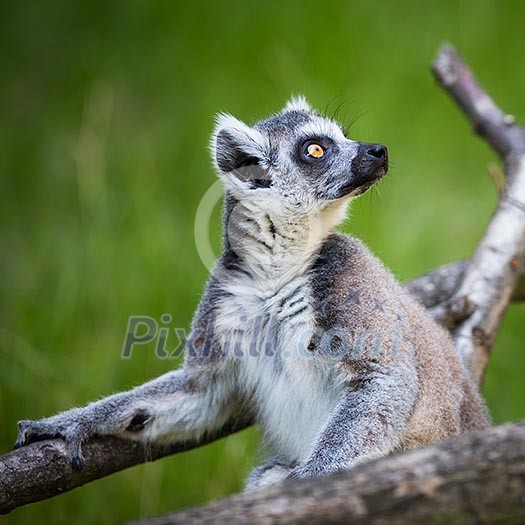 Lemur kata (Lemur catta) Lemur kata (Lemur catta)